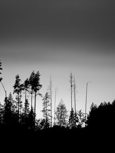 Превью обои деревья, силуэты, туман, небо, темный, чб