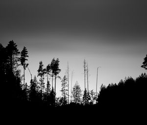 Превью обои деревья, силуэты, туман, небо, темный, чб