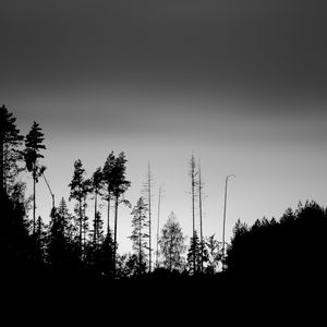 Превью обои деревья, силуэты, туман, небо, темный, чб
