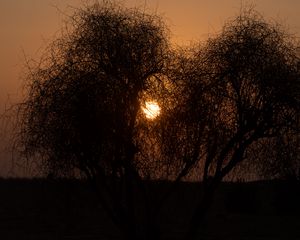 Превью обои деревья, силуэты, закат, солнце, темный