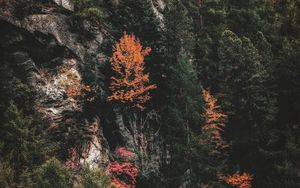 Превью обои деревья, скала, склон, лес, природа