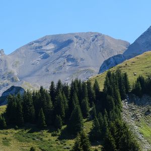 Превью обои деревья, склон, горы, пейзаж