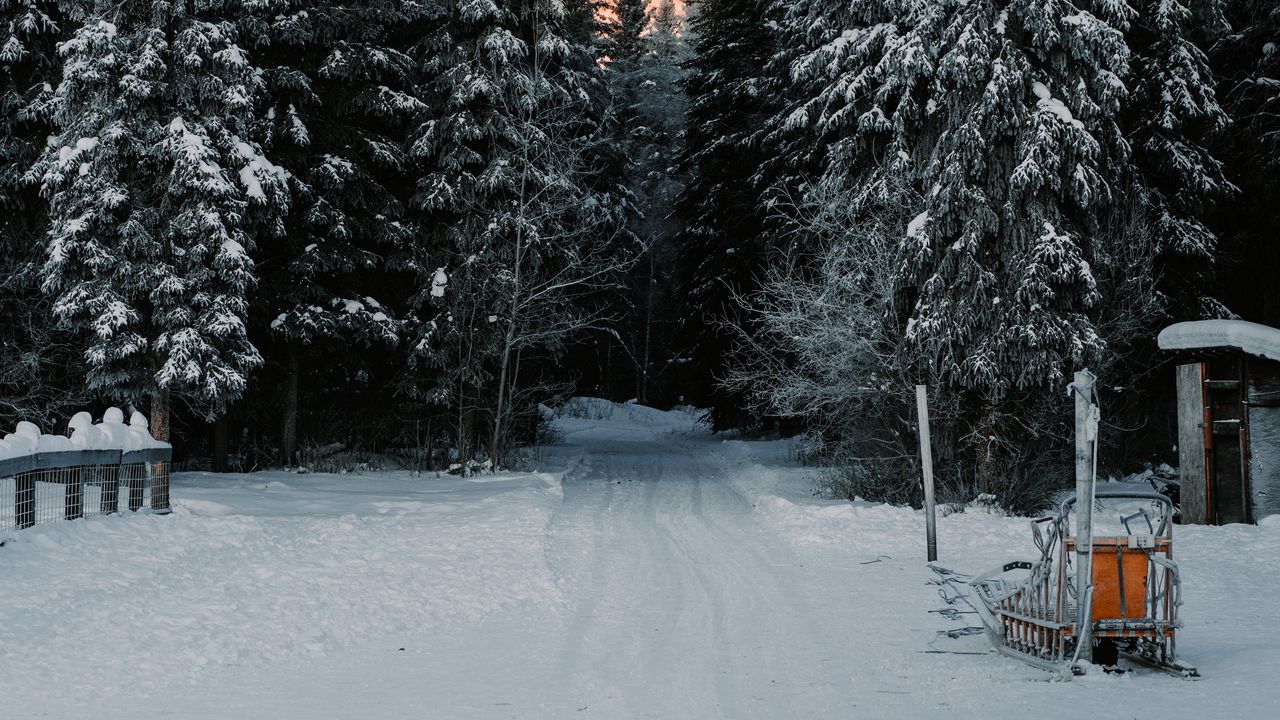 Обои деревья, снег, дорога, зима, природа