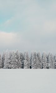 Превью обои деревья, снег, елки, зима, природа, белый