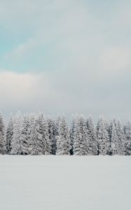 Превью обои деревья, снег, елки, зима, природа, белый