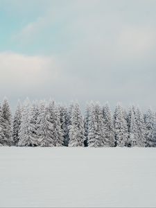 Превью обои деревья, снег, елки, зима, природа, белый