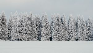 Превью обои деревья, снег, елки, зима, природа, белый