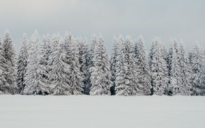 Превью обои деревья, снег, елки, зима, природа, белый