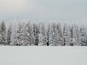 Превью обои деревья, снег, елки, зима, природа, белый