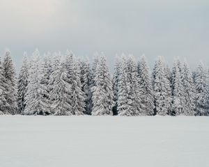 Превью обои деревья, снег, елки, зима, природа, белый