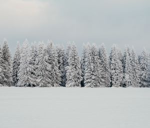 Превью обои деревья, снег, елки, зима, природа, белый