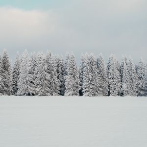 Превью обои деревья, снег, елки, зима, природа, белый