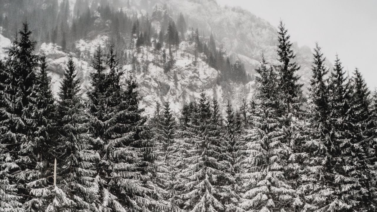 Обои деревья, снег, гора, зима, метель