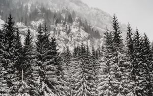 Превью обои деревья, снег, гора, зима, метель