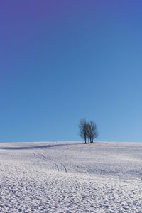 Превью обои деревья, снег, горизонт, минимализм, зима, небо