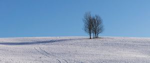Превью обои деревья, снег, горизонт, минимализм, зима, небо