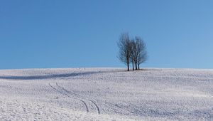 Превью обои деревья, снег, горизонт, минимализм, зима, небо