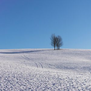 Превью обои деревья, снег, горизонт, минимализм, зима, небо