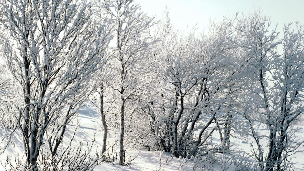 Обои деревья, снег, иней, мороз, ветки, березы