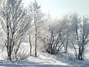 Превью обои деревья, снег, иней, мороз, ветки, березы