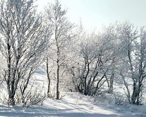 Превью обои деревья, снег, иней, мороз, ветки, березы