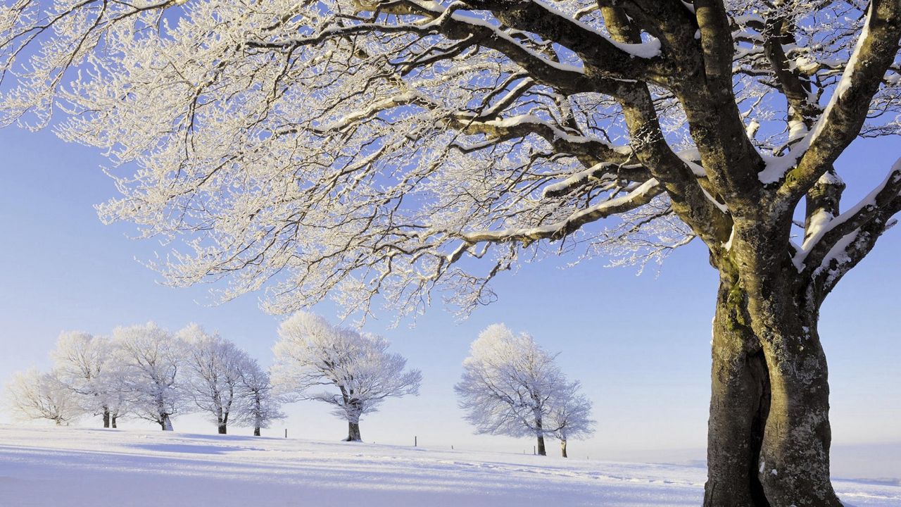 Обои деревья, снег, иней, ветви, ряд, поле
