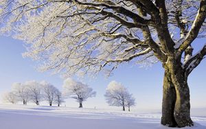 Превью обои деревья, снег, иней, ветви, ряд, поле
