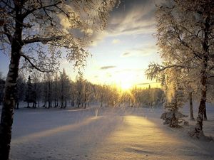 Превью обои деревья, снег, иней, солнце, свет, хлопья