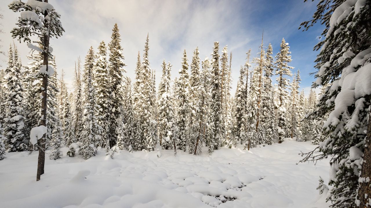 Обои деревья, снег, лес, зима, природа