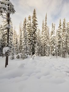 Превью обои деревья, снег, лес, зима, природа