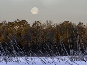 Превью обои деревья, снег, лес, луна, пейзаж