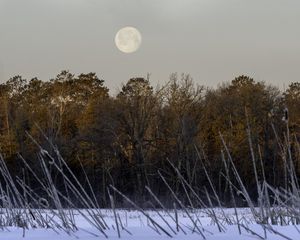 Превью обои деревья, снег, лес, луна, пейзаж