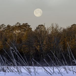 Превью обои деревья, снег, лес, луна, пейзаж