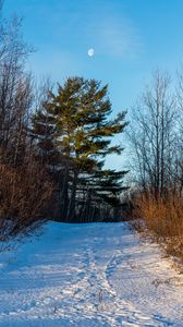 Превью обои деревья, снег, луна, зима, природа
