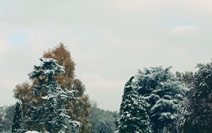 Превью обои деревья, снег, небо