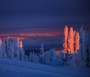 Превью обои деревья, снег, пейзаж, сумерки, зима, заснеженный