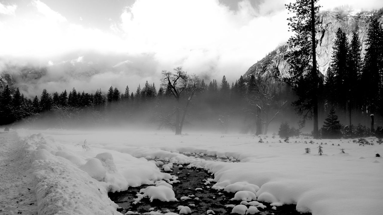 Обои деревья, снег, проталины, туман, черно-белый