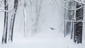 Превью обои деревья, снег, птица, зима, метель
