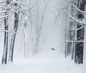 Превью обои деревья, снег, птица, зима, метель