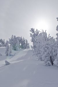 Превью обои деревья, снег, солнечный свет, зима, пейзаж