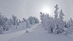 Превью обои деревья, снег, солнечный свет, зима, пейзаж