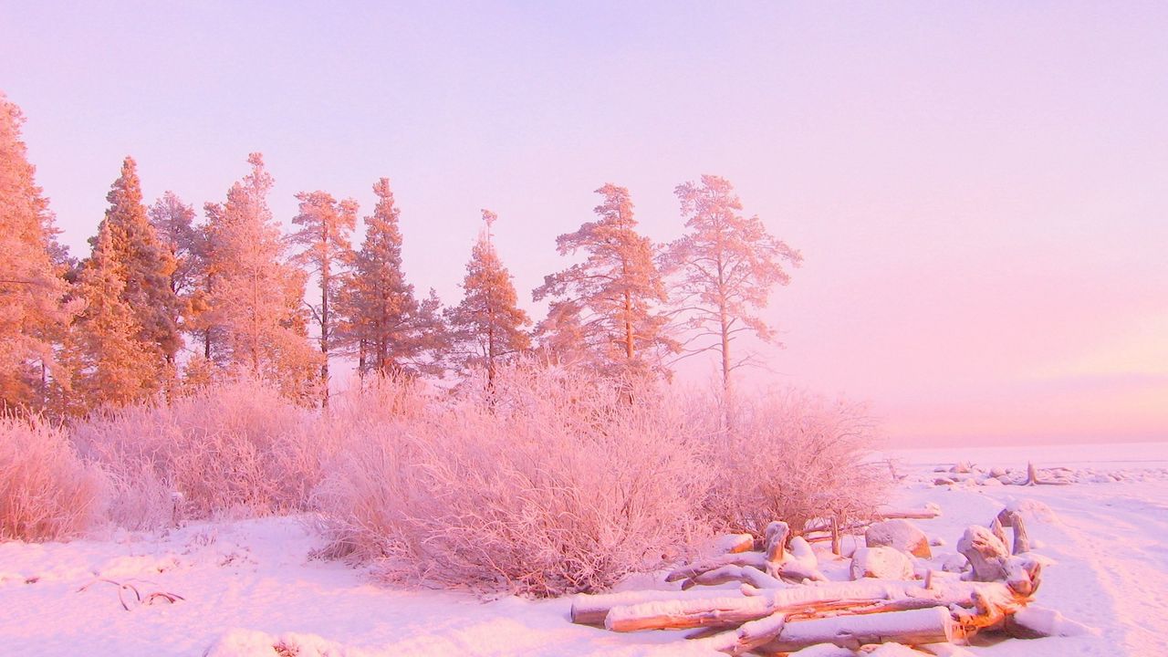 Обои деревья, снег, сугробы, бревна, декабрь, свет