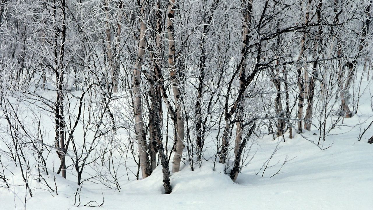 Обои деревья, снег, сугробы, зима, ветки, белые