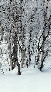 Превью обои деревья, снег, сугробы, зима, ветки, белые