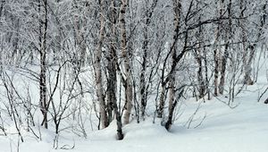 Превью обои деревья, снег, сугробы, зима, ветки, белые