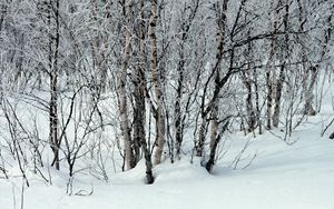 Превью обои деревья, снег, сугробы, зима, ветки, белые