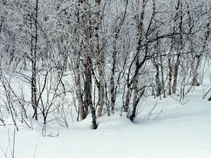 Превью обои деревья, снег, сугробы, зима, ветки, белые