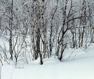 Превью обои деревья, снег, сугробы, зима, ветки, белые