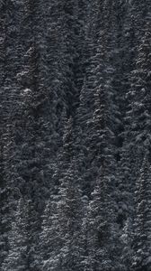 Превью обои деревья, снег, вершины, лес