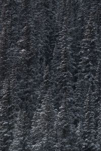 Превью обои деревья, снег, вершины, лес